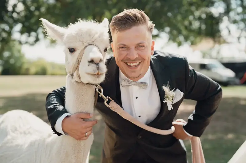 Ein lachender Bräutigam mit einem weißen Alpaka